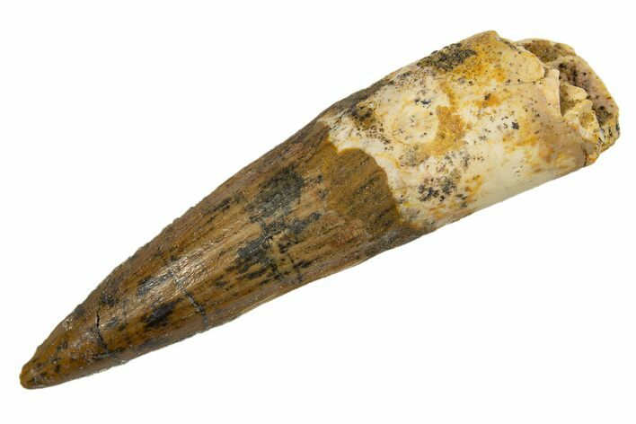 Fossil Spinosaurus Tooth - Real Dinosaur Tooth #324844